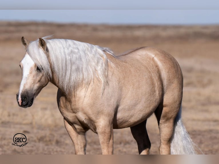 Poni cuarto de milla Caballo castrado 6 años 127 cm Palomino in Canyon