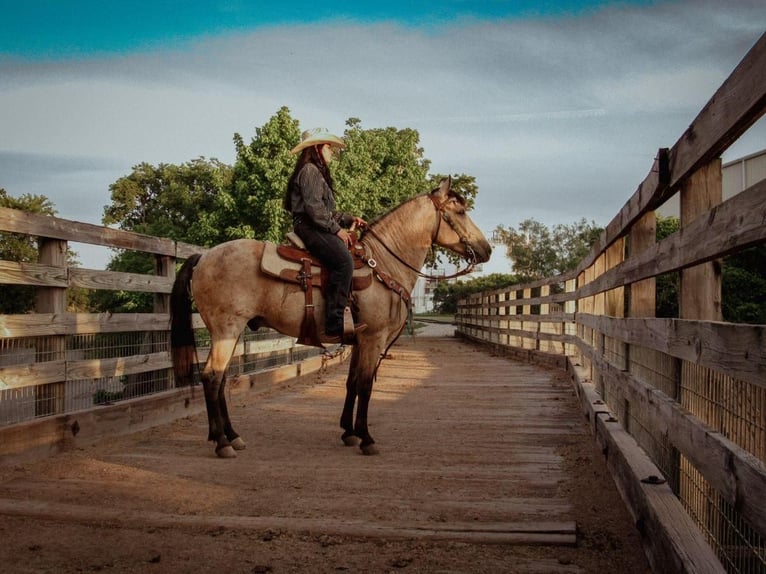 Poni cuarto de milla Caballo castrado 6 años 135 cm Buckskin/Bayo in Stephenville, TX