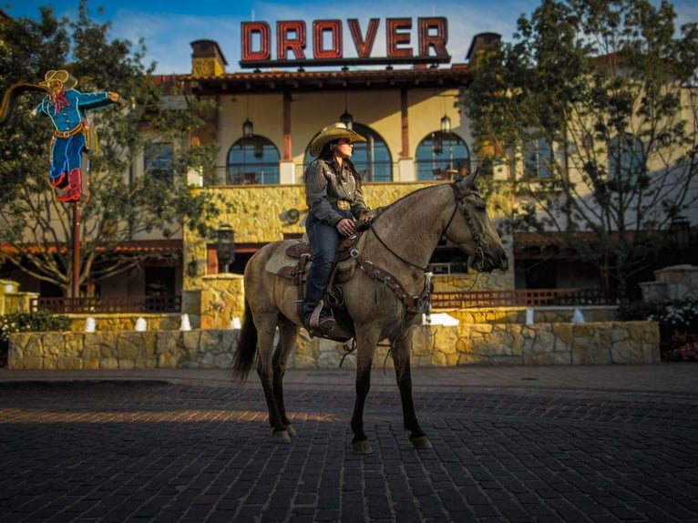 Poni cuarto de milla Caballo castrado 6 años 135 cm Buckskin/Bayo in Stephenville, TX