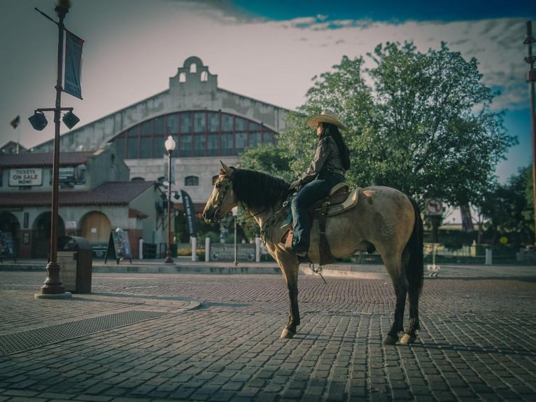 Poni cuarto de milla Caballo castrado 6 años 135 cm Buckskin/Bayo in Stephenville, TX