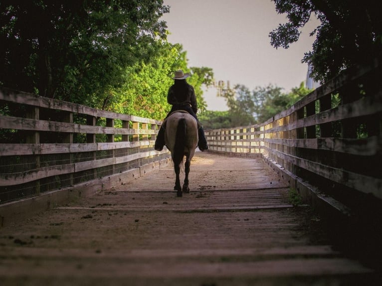 Poni cuarto de milla Caballo castrado 6 años 135 cm Buckskin/Bayo in Stephenville, TX