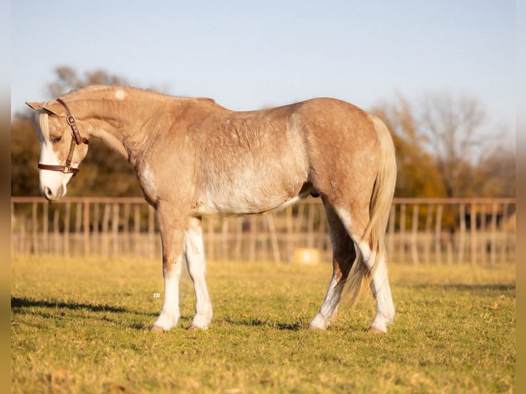 Poni cuarto de milla Caballo castrado 6 años 137 cm Palomino in Weatherford