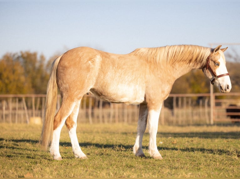 Poni cuarto de milla Caballo castrado 6 años 137 cm Palomino in Weatherford