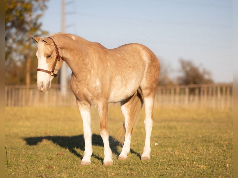 Poni cuarto de milla Caballo castrado 6 años 137 cm Palomino in Weatherford