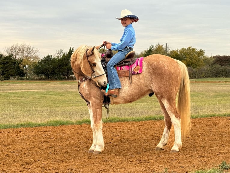 Poni cuarto de milla Caballo castrado 6 años 137 cm Palomino in Weatherford