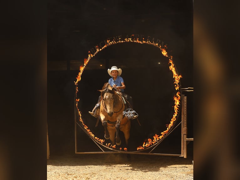 Poni cuarto de milla Caballo castrado 6 años 140 cm Buckskin/Bayo in Millersburg