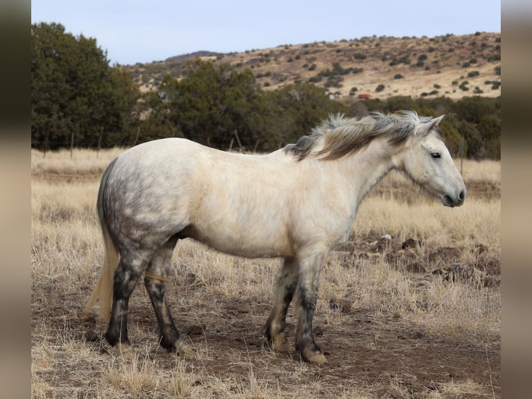 Poni cuarto de milla Mestizo Caballo castrado 6 años 140 cm Tordo rodado in Camp Verde, AZ