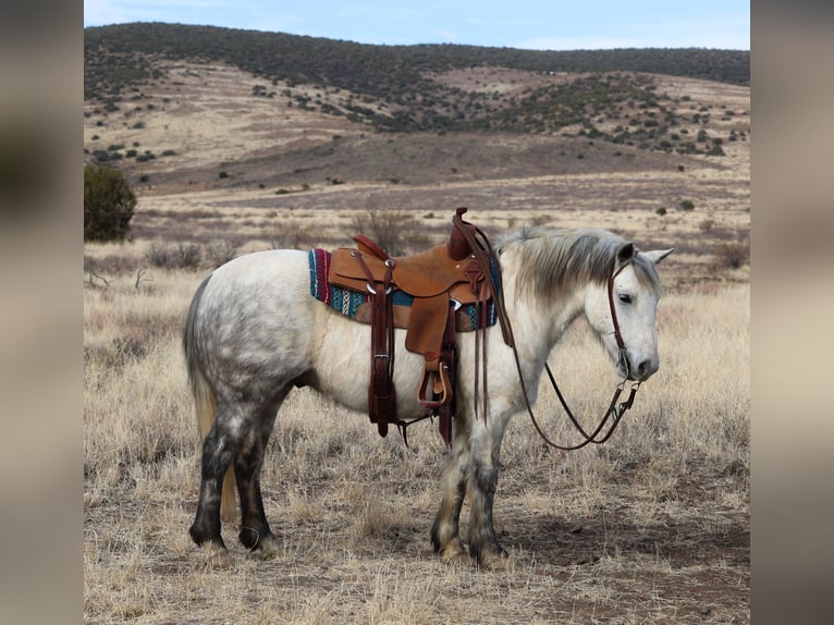 Poni cuarto de milla Mestizo Caballo castrado 6 años 140 cm Tordo rodado in Camp Verde, AZ