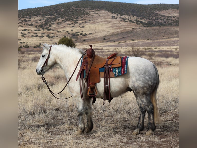 Poni cuarto de milla Mestizo Caballo castrado 6 años 140 cm Tordo rodado in Camp Verde, AZ