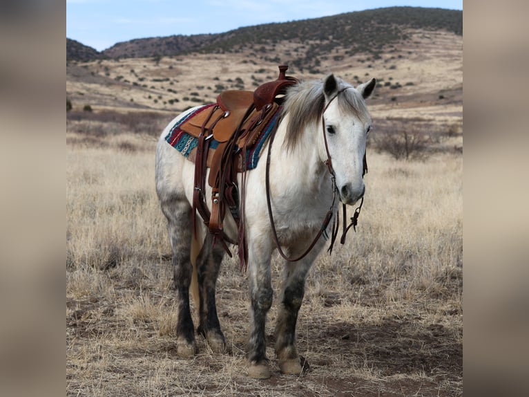 Poni cuarto de milla Mestizo Caballo castrado 6 años 140 cm Tordo rodado in Camp Verde, AZ