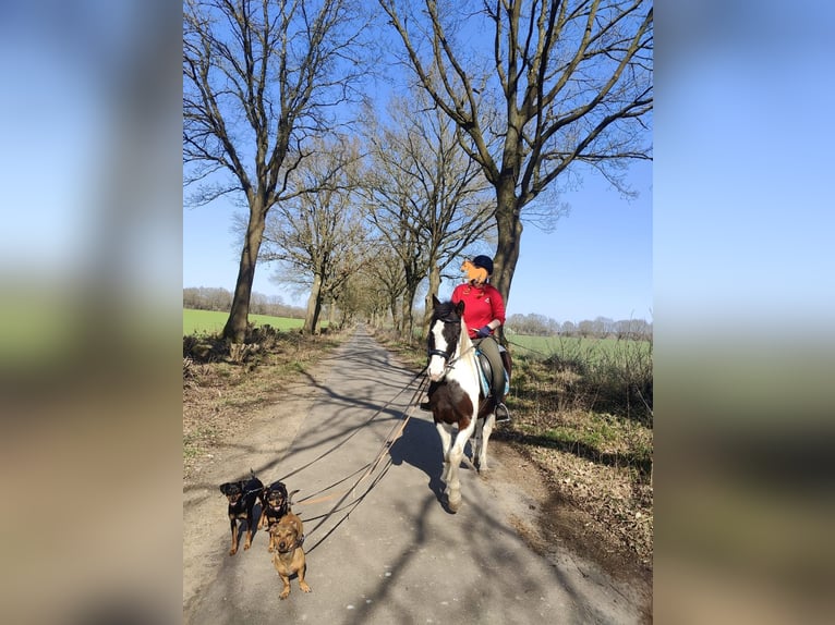 Poni cuarto de milla Caballo castrado 6 años 141 cm Pío in Gro&#xDF;ensee