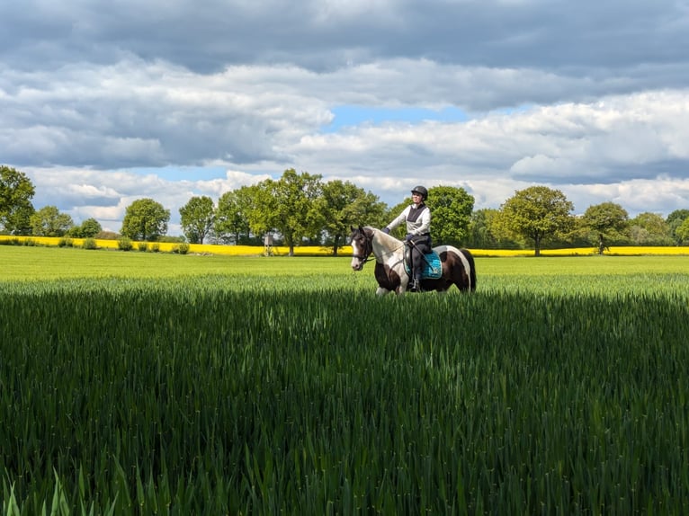 Poni cuarto de milla Caballo castrado 6 años 141 cm Pío in Gro&#xDF;ensee