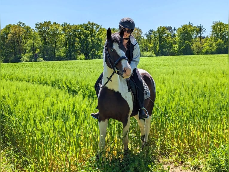 Poni cuarto de milla Caballo castrado 6 años 141 cm Pío in Gro&#xDF;ensee