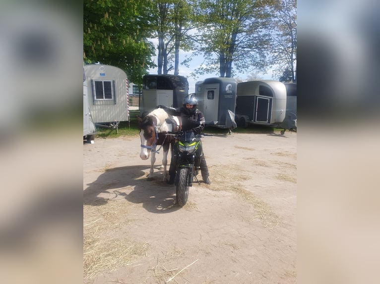 Poni cuarto de milla Caballo castrado 6 años 141 cm Pío in Gro&#xDF;ensee