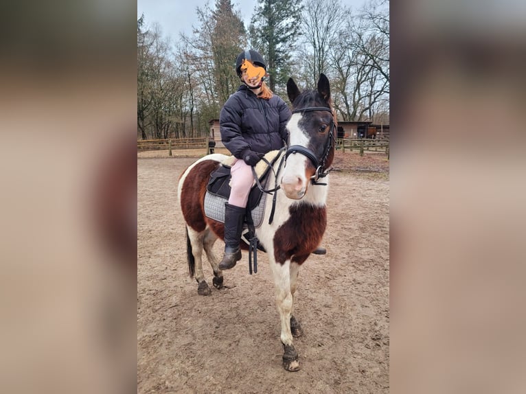 Poni cuarto de milla Caballo castrado 6 años 141 cm Pío in Gro&#xDF;ensee