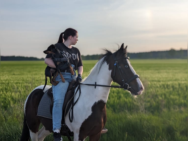 Poni cuarto de milla Caballo castrado 6 años 141 cm Pío in Gro&#xDF;ensee