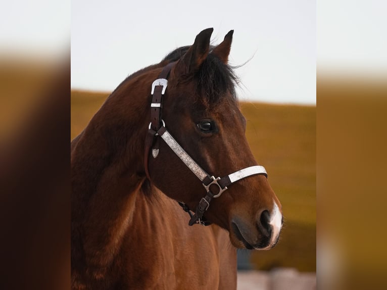 Poni cuarto de milla Caballo castrado 6 años 142 cm Castaño in Nettersheim