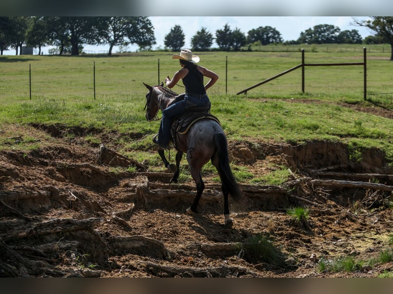 Poni cuarto de milla Caballo castrado 6 años 145 cm Castaño-ruano in Joshua, TX