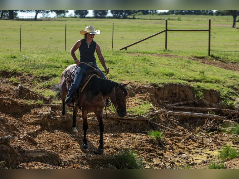 Poni cuarto de milla Caballo castrado 6 años 145 cm Castaño-ruano in Joshua, TX