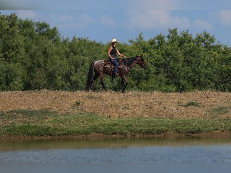 Poni cuarto de milla Caballo castrado 6 años 145 cm Castaño-ruano in Joshua, TX