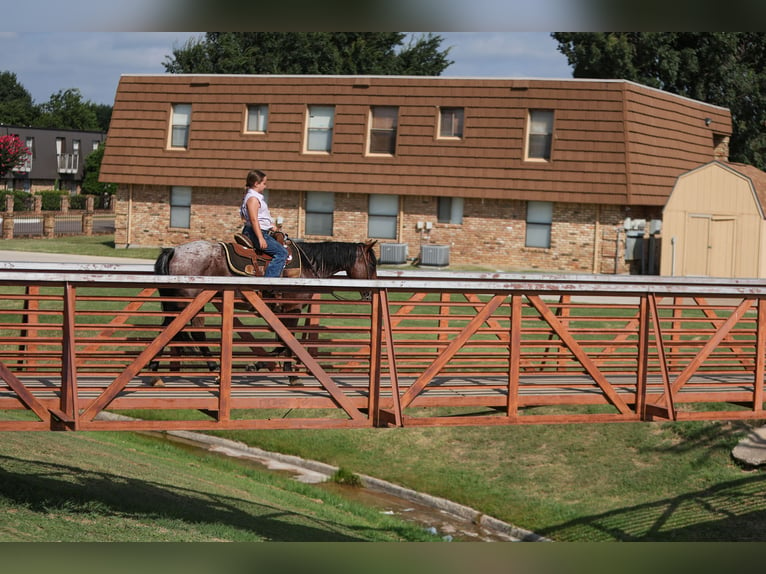 Poni cuarto de milla Caballo castrado 6 años 145 cm Castaño-ruano in Joshua, TX