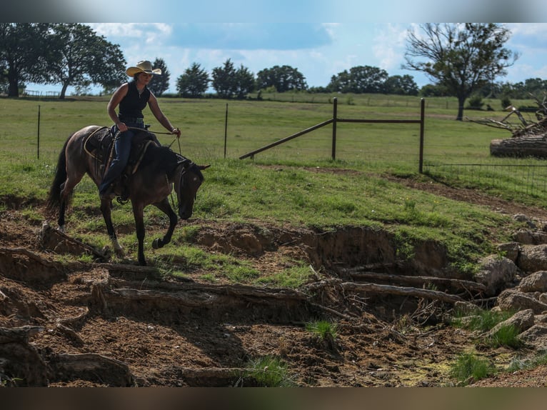 Poni cuarto de milla Caballo castrado 6 años 145 cm Castaño-ruano in Joshua, TX