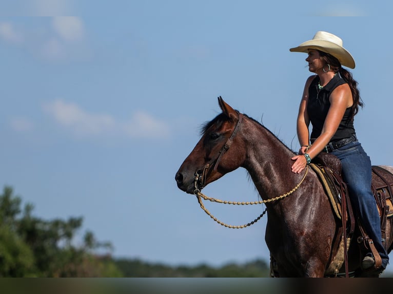 Poni cuarto de milla Caballo castrado 6 años 145 cm Castaño-ruano in Joshua, TX