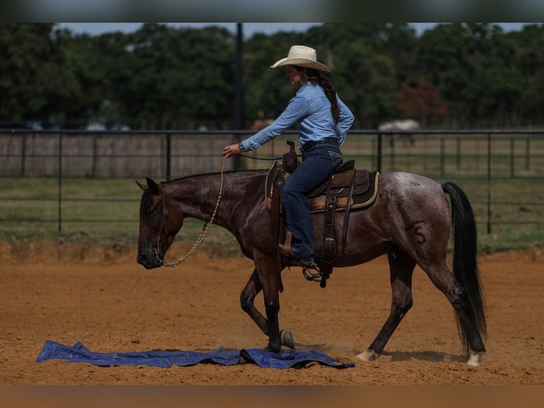 Poni cuarto de milla Caballo castrado 6 años 145 cm Castaño-ruano in Joshua, TX