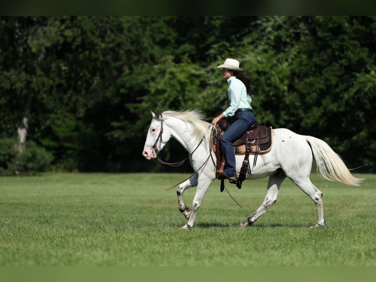 Poni cuarto de milla Caballo castrado 6 años 145 cm in Joshua