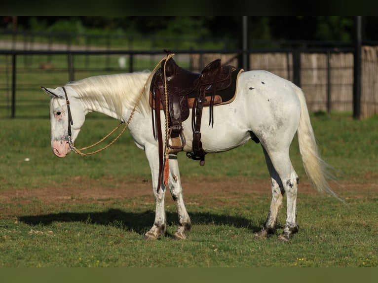 Poni cuarto de milla Caballo castrado 6 años 145 cm in Joshua