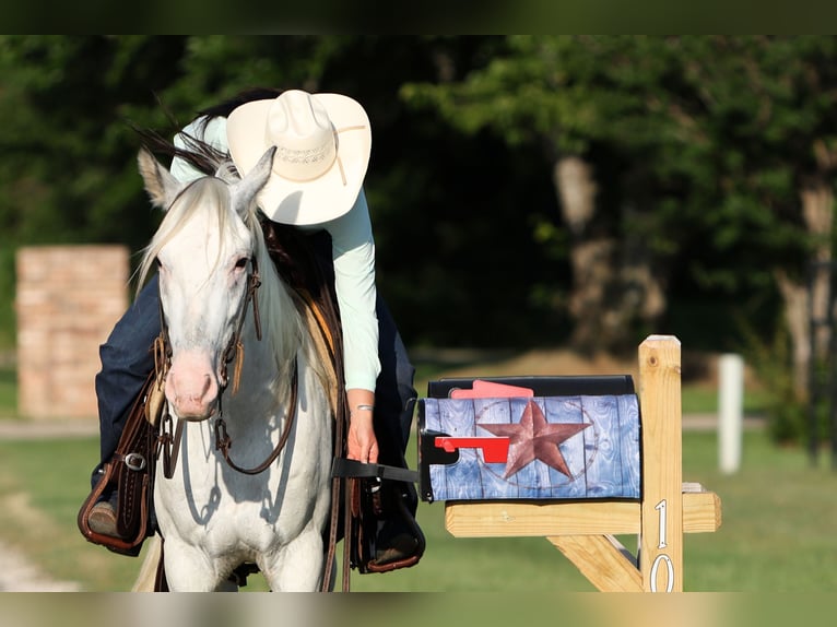 Poni cuarto de milla Caballo castrado 6 años 145 cm in Joshua