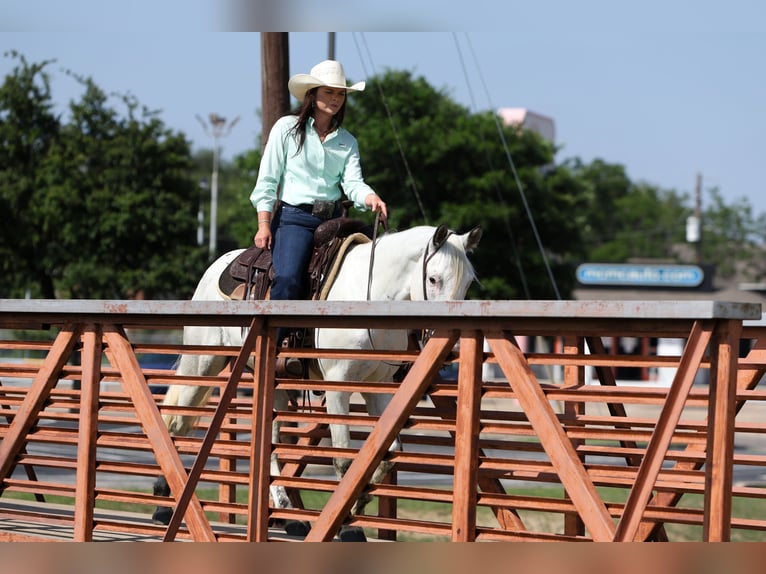 Poni cuarto de milla Caballo castrado 6 años 145 cm in Joshua