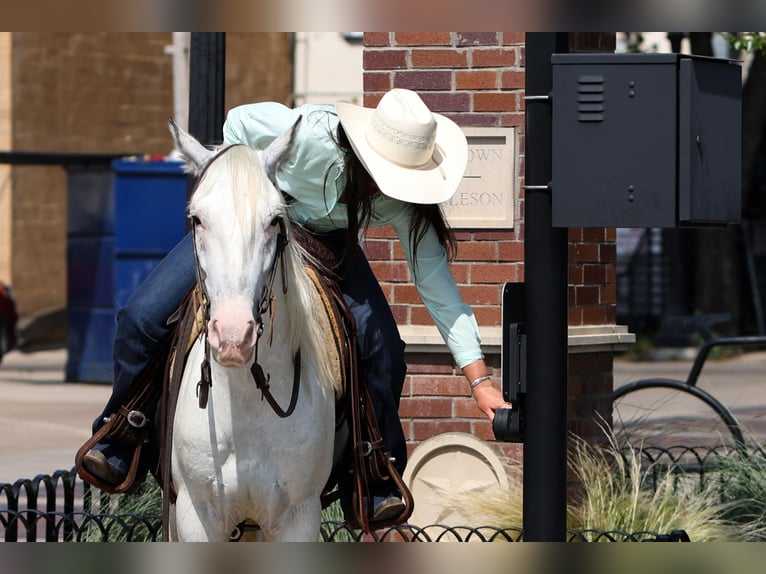 Poni cuarto de milla Caballo castrado 6 años 145 cm in Joshua