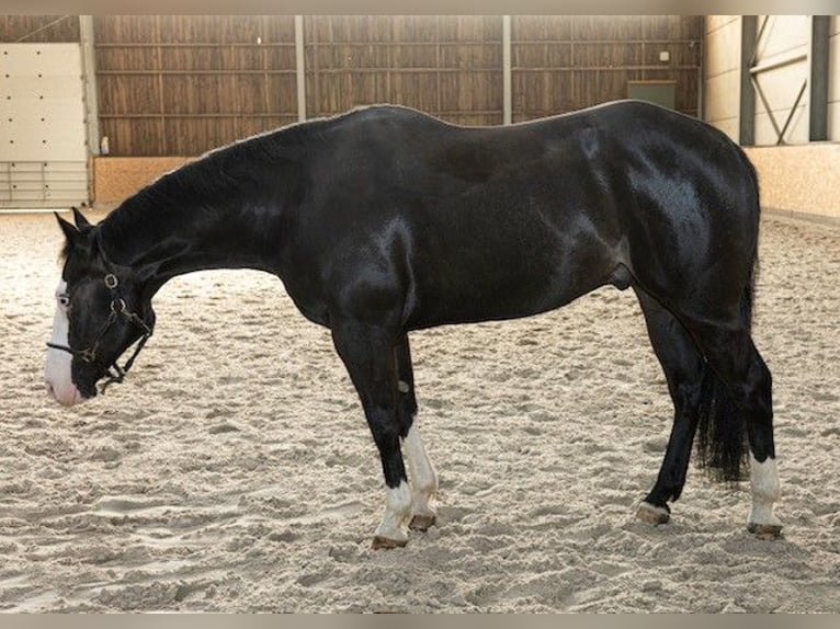 Poni cuarto de milla Caballo castrado 6 años 150 cm Negro in Luxemburg
