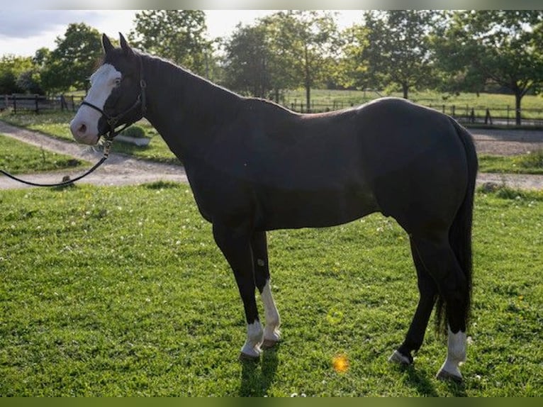 Poni cuarto de milla Caballo castrado 6 años 150 cm Negro in Luxemburg