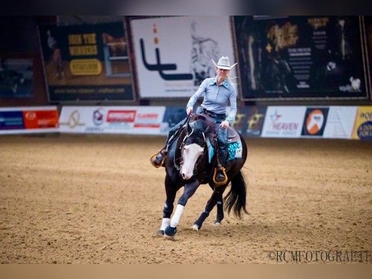 Poni cuarto de milla Caballo castrado 6 años 150 cm Negro in Luxemburg