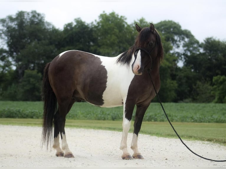 Poni cuarto de milla Caballo castrado 7 años 117 cm Pío in Grafton, IL