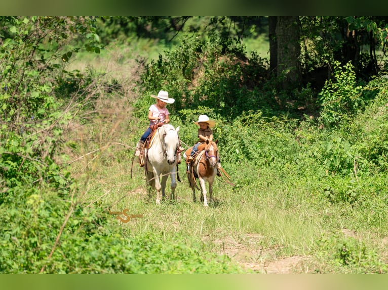 Poni cuarto de milla Mestizo Caballo castrado 7 años 119 cm Tordo in Bogard