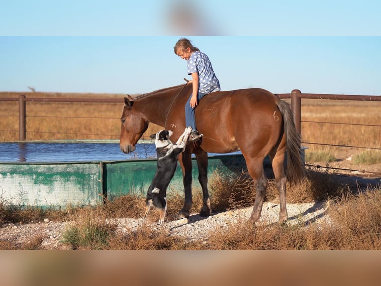 Poni cuarto de milla Caballo castrado 7 años 132 cm Alazán-tostado in Canyon, TX