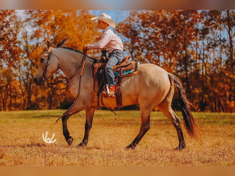 Poni cuarto de milla Caballo castrado 7 años 132 cm Buckskin/Bayo in Lyles