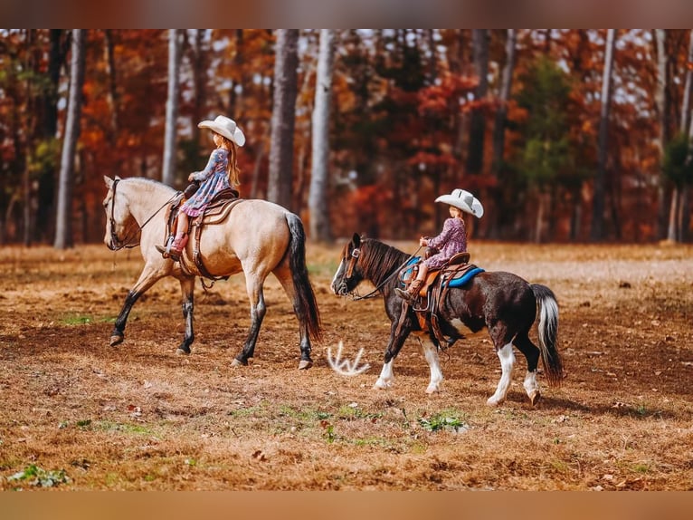 Poni cuarto de milla Caballo castrado 7 años 132 cm Buckskin/Bayo in Lyles