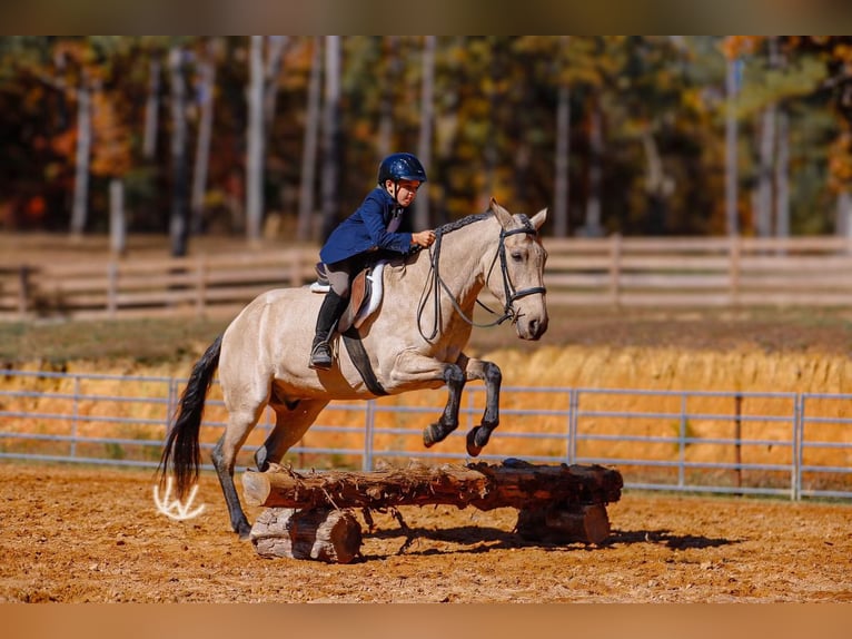Poni cuarto de milla Caballo castrado 7 años 132 cm Buckskin/Bayo in Lyles