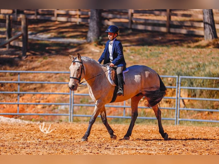 Poni cuarto de milla Caballo castrado 7 años 132 cm Buckskin/Bayo in Lyles