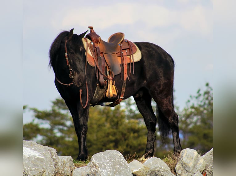 Poni cuarto de milla Mestizo Caballo castrado 7 años 132 cm Negro in Rebersburg