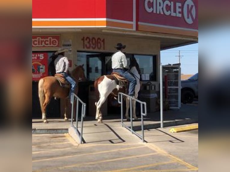 Poni cuarto de milla Caballo castrado 7 años 135 cm Palomino in Marana