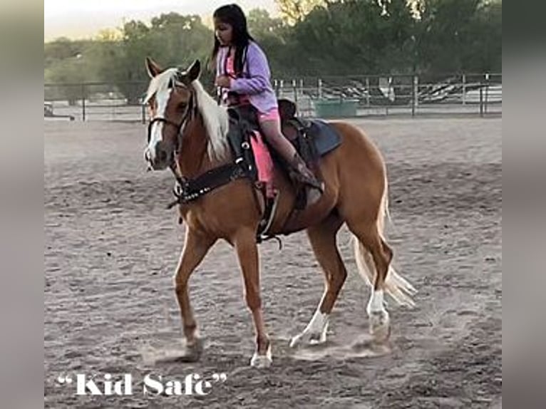 Poni cuarto de milla Caballo castrado 7 años 135 cm Palomino in Marana