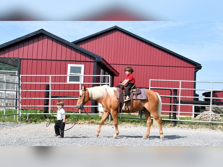 Poni cuarto de milla Caballo castrado 7 años 137 cm Palomino in Rebersburg, PA