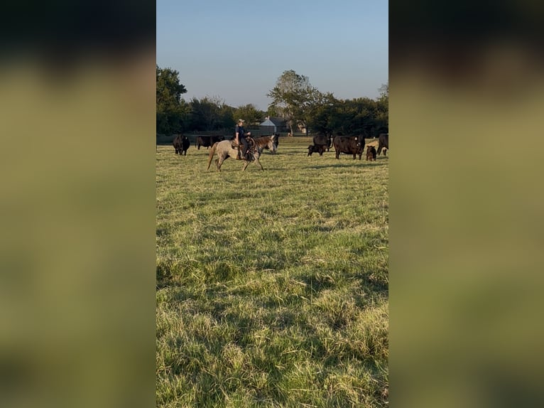 Poni cuarto de milla Caballo castrado 7 años 137 cm Tordo in Checotah