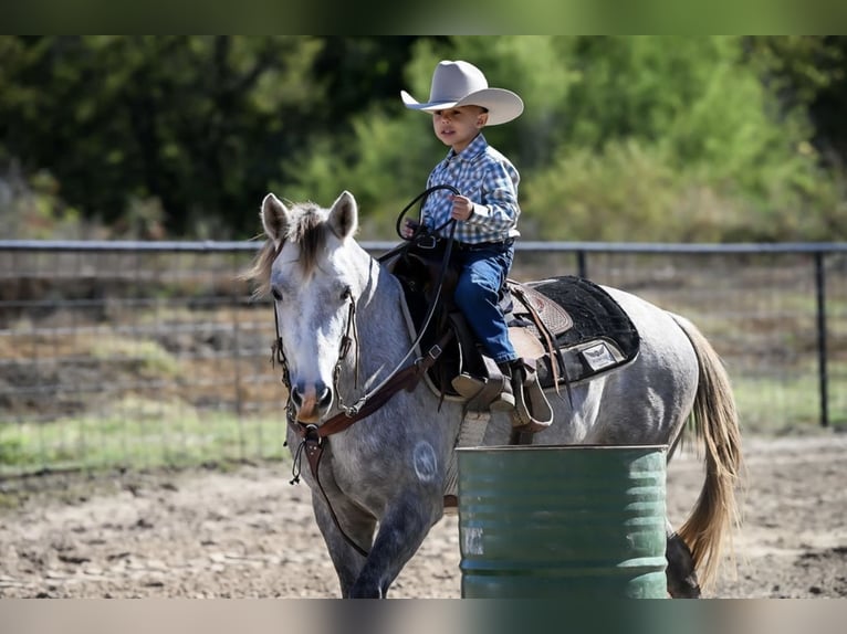 Poni cuarto de milla Caballo castrado 7 años 137 cm Tordo in Checotah