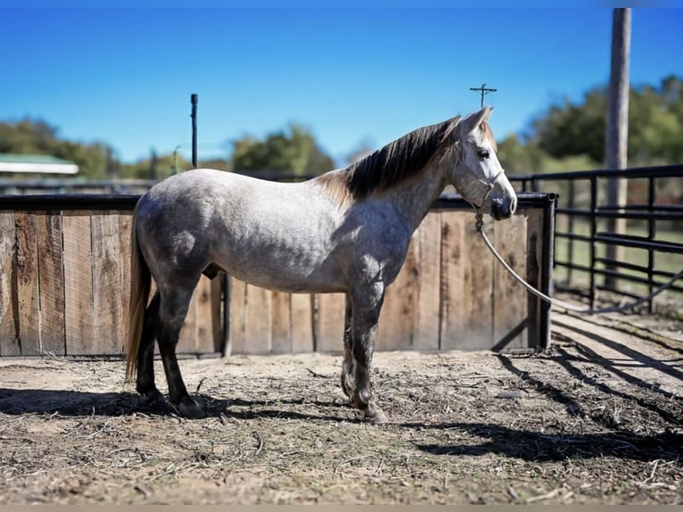 Poni cuarto de milla Caballo castrado 7 años 137 cm Tordo in Checotah